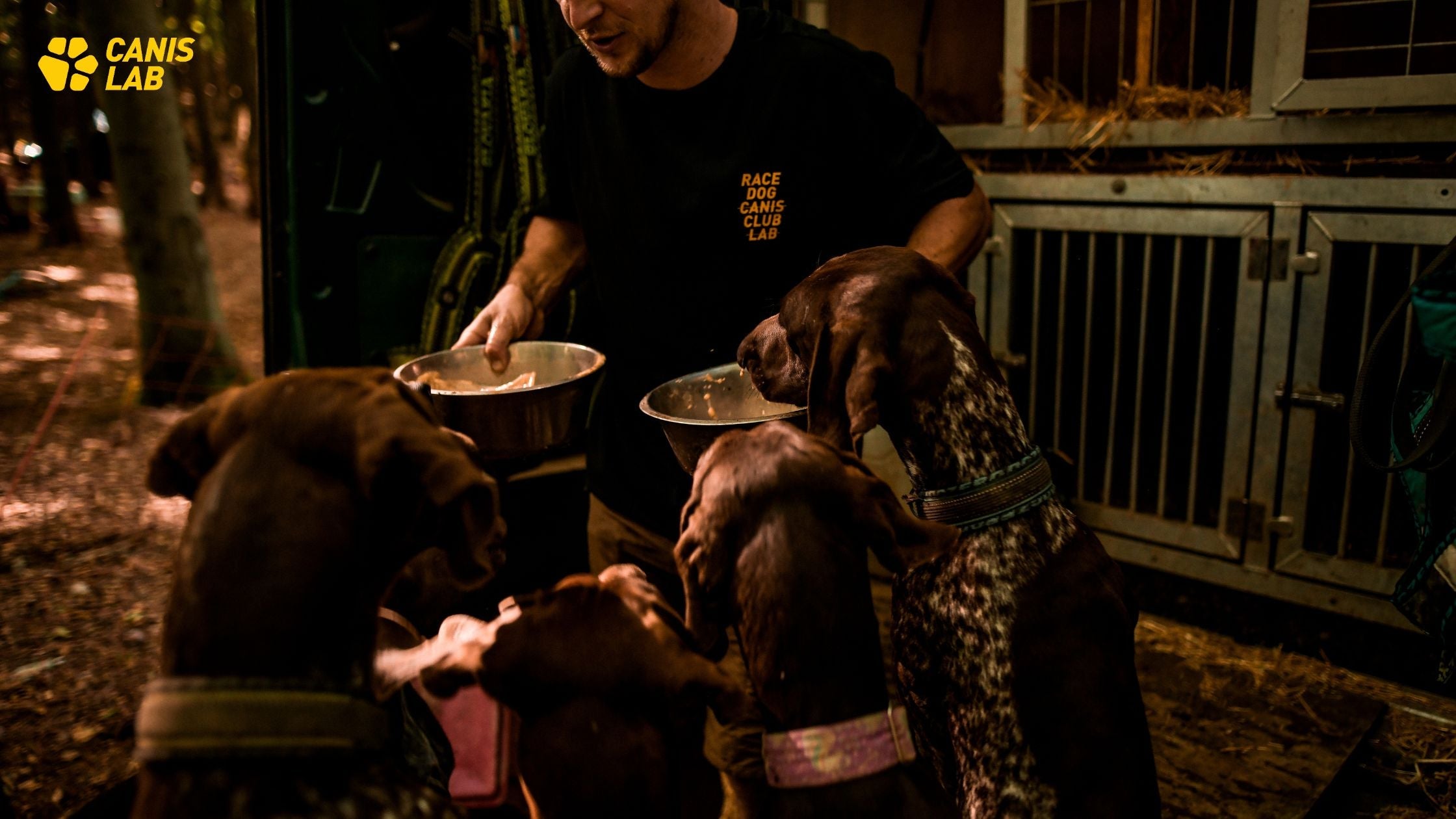 How to compose a dog's portion according to energy expenditure