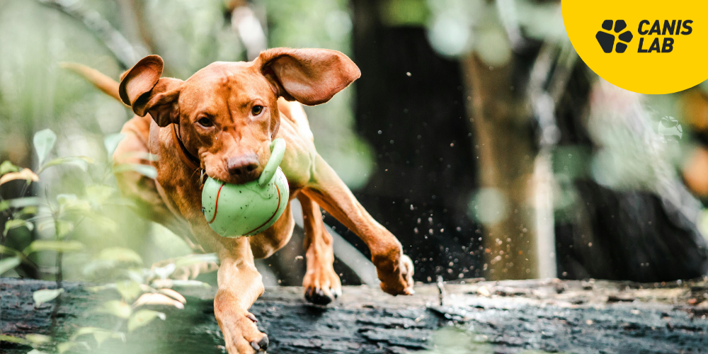 Joint nutrition for dogs: Why is it too late to wait for the first problem?