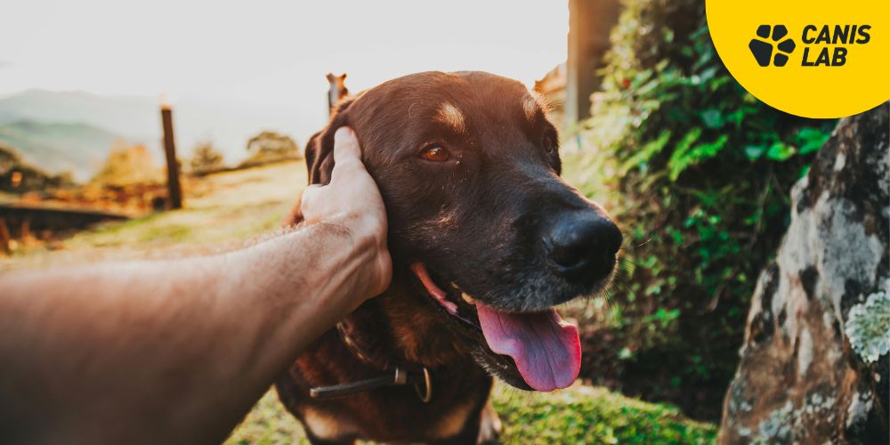 How to keep your dog from overheating in the summer: essential rules for active dog owners