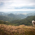 Where to go on a trip with a dog: České středohoří - Hlinná (12 km)
