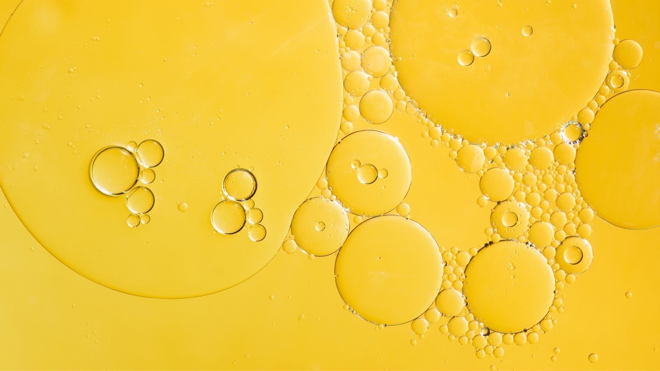 How to Know Your Way Around Oils for Dogs: The Complete Guide