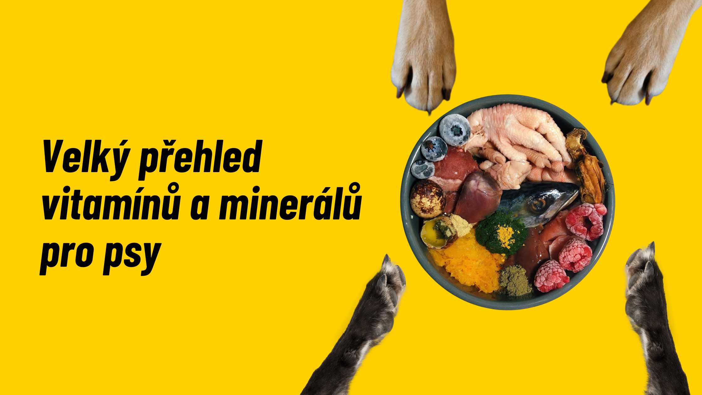 A large overview of vitamins and minerals for dogs