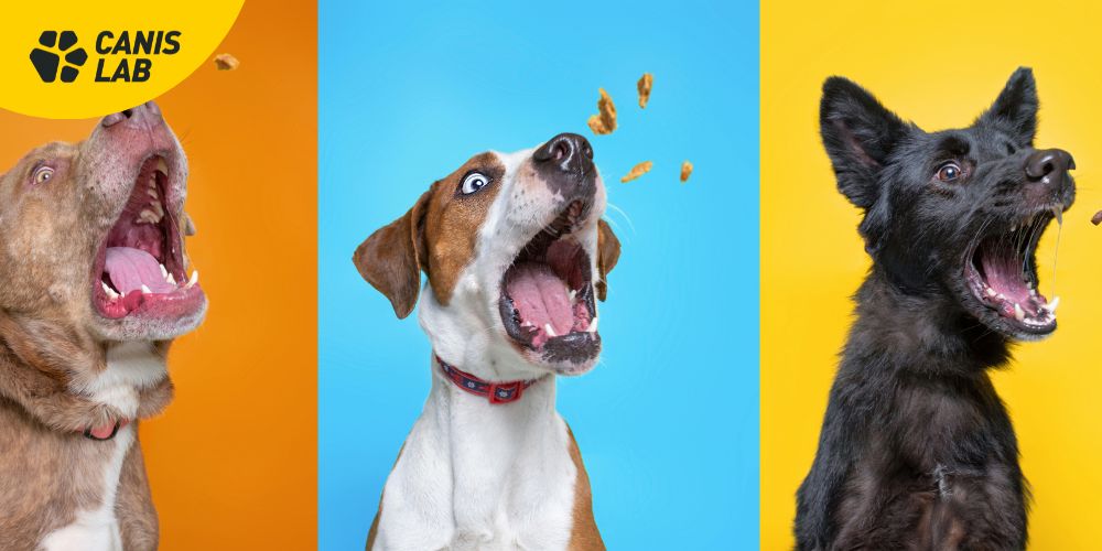 Healthy and functional dog treats