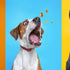 Healthy and functional dog treats