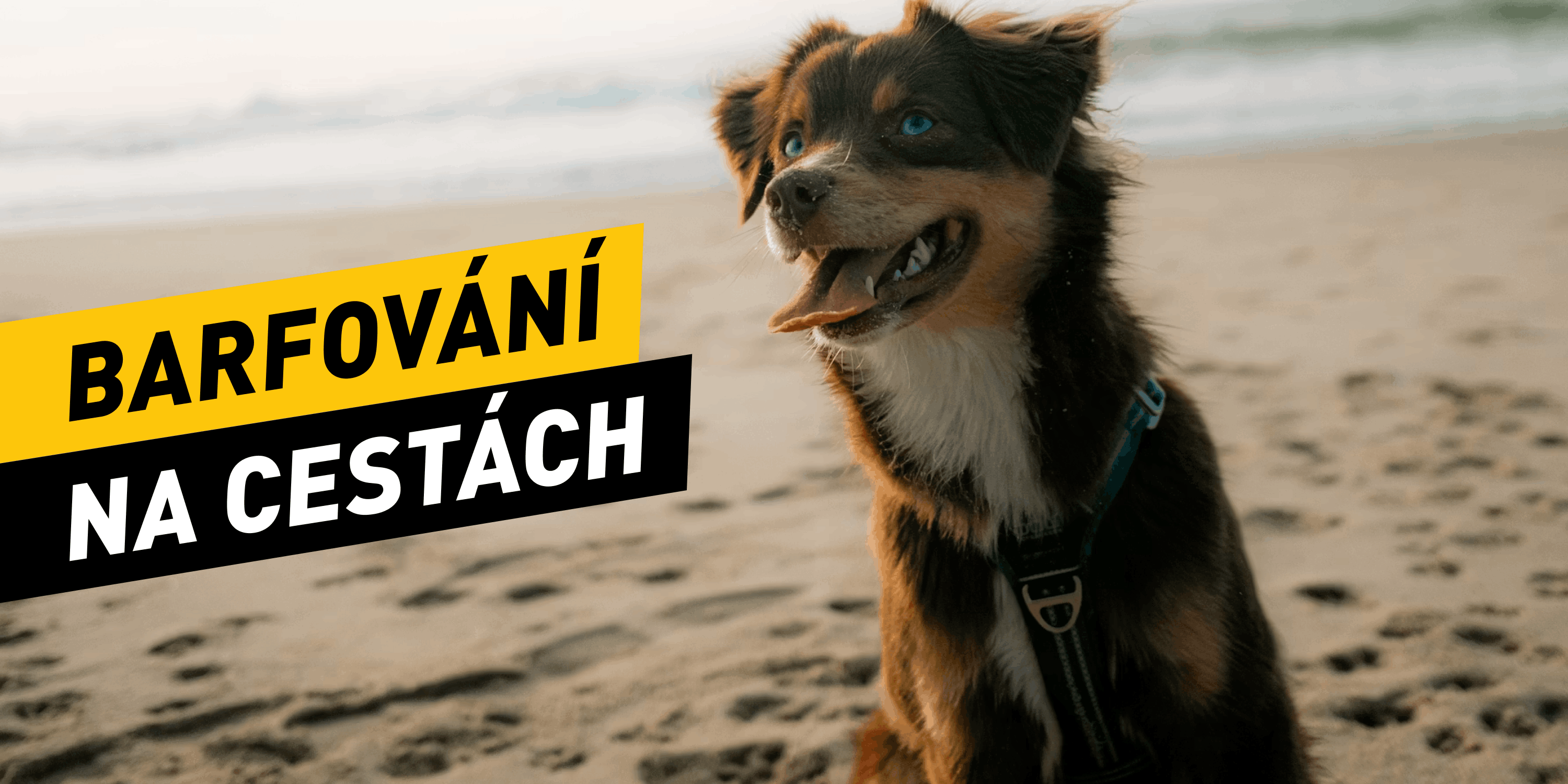 Barfování na cestách: Jak krmit psa přirozeně i mimo domov