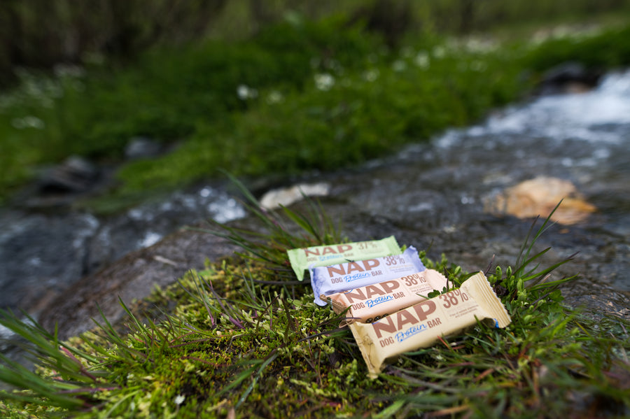 NAP protein bar for dogs | Healthy snack | Multiple varieties