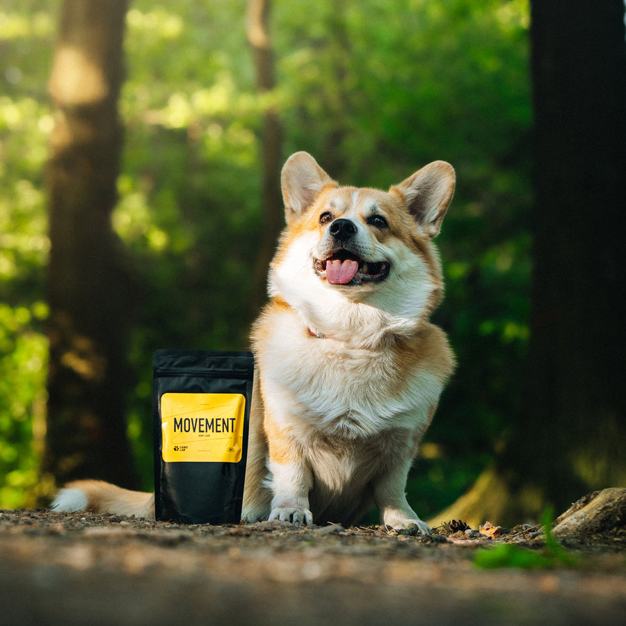 Movement | Intensive Joint Supplement For Dogs