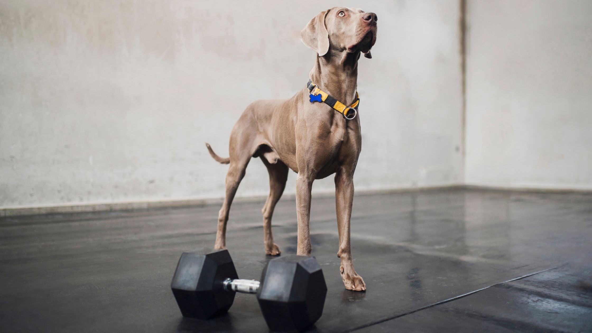Muscle building in dogs