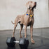 Muscle building in dogs