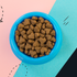 Granules alone are not enough: How to ensure maximum dog health