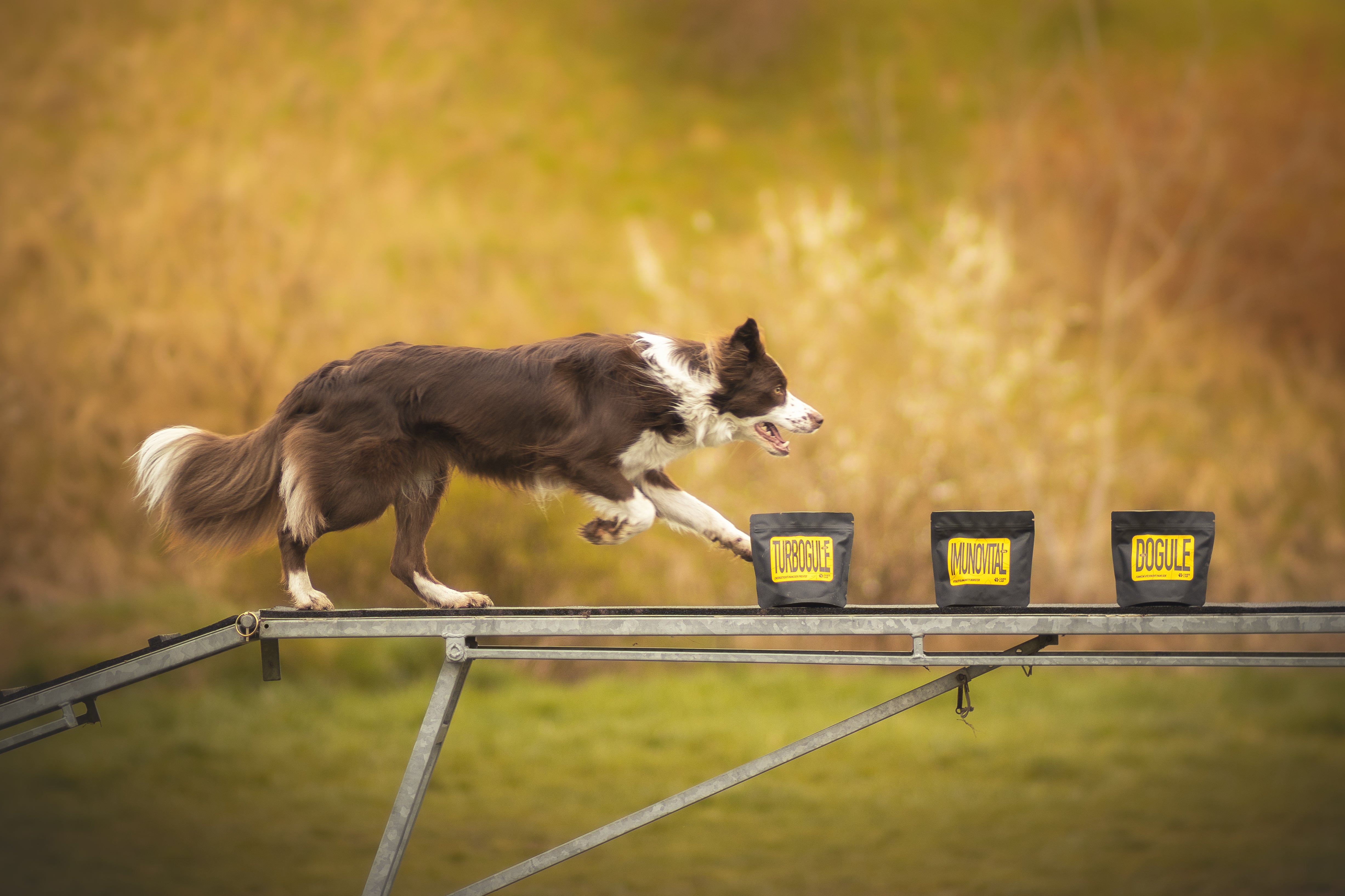 We start with agility + instructions on how to teach a dog to delay