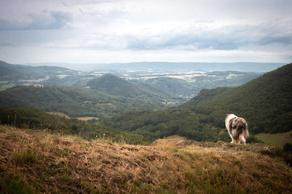 Where to go on a trip with a dog: České středohoří - Hlinná (12 km)