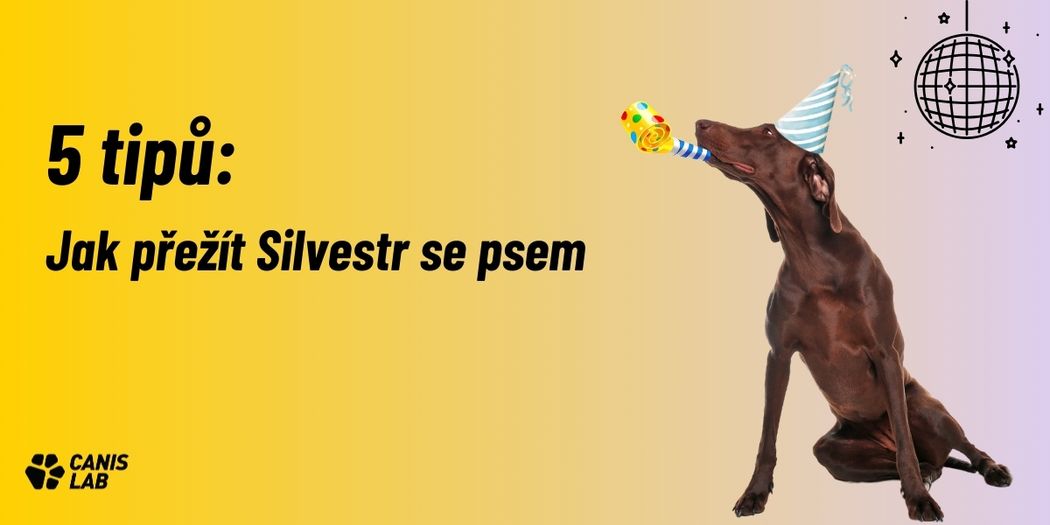 Silvester mit Hund | Wie man gelassen damit umgeht