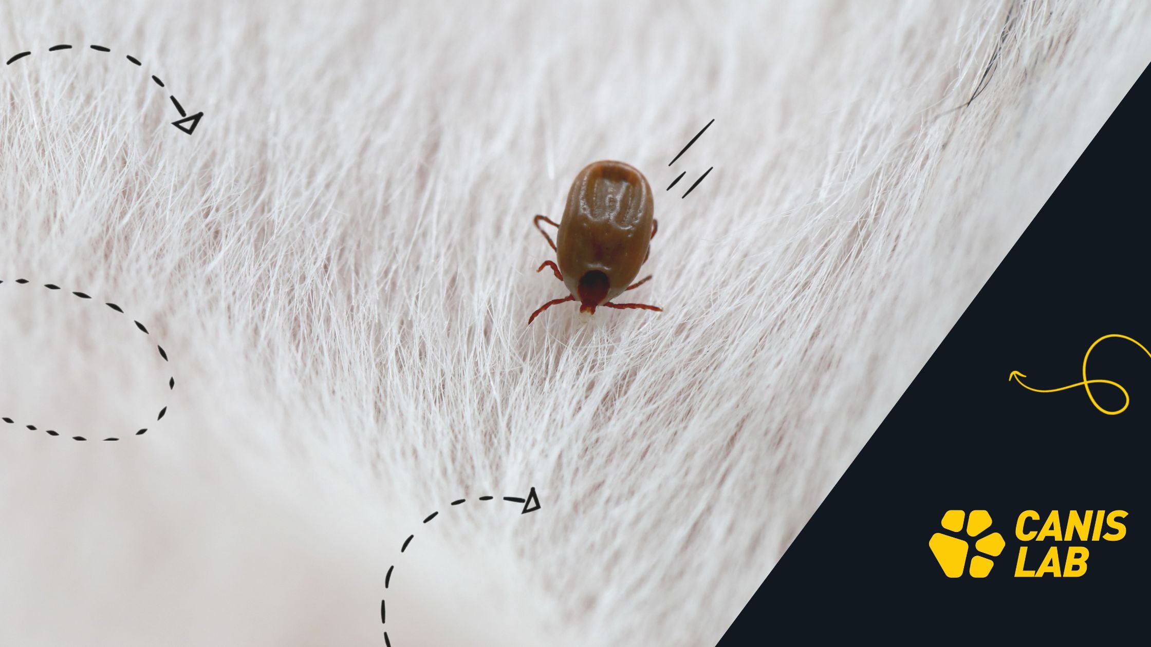 How to protect your dog from ticks: Natural vs. veterinary protection