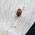 How to protect your dog from ticks: Natural vs. veterinary protection