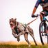 The best joint nutrition for dogs