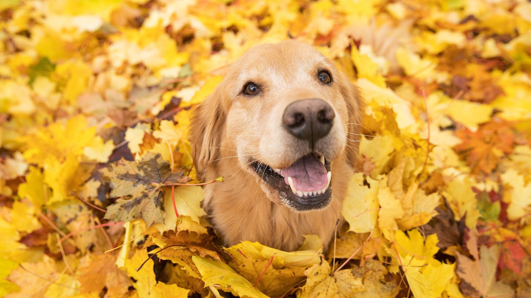 TOP 10 products for dogs in autumn