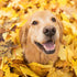 TOP 10 products for dogs in autumn