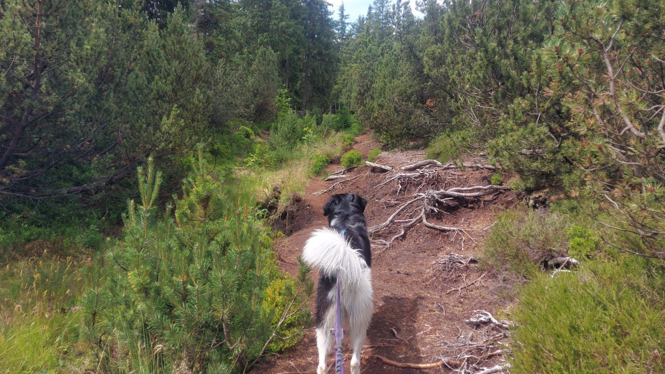 Where to go to the mountains with a dog: Krušné hory - Boží dar (12 km)