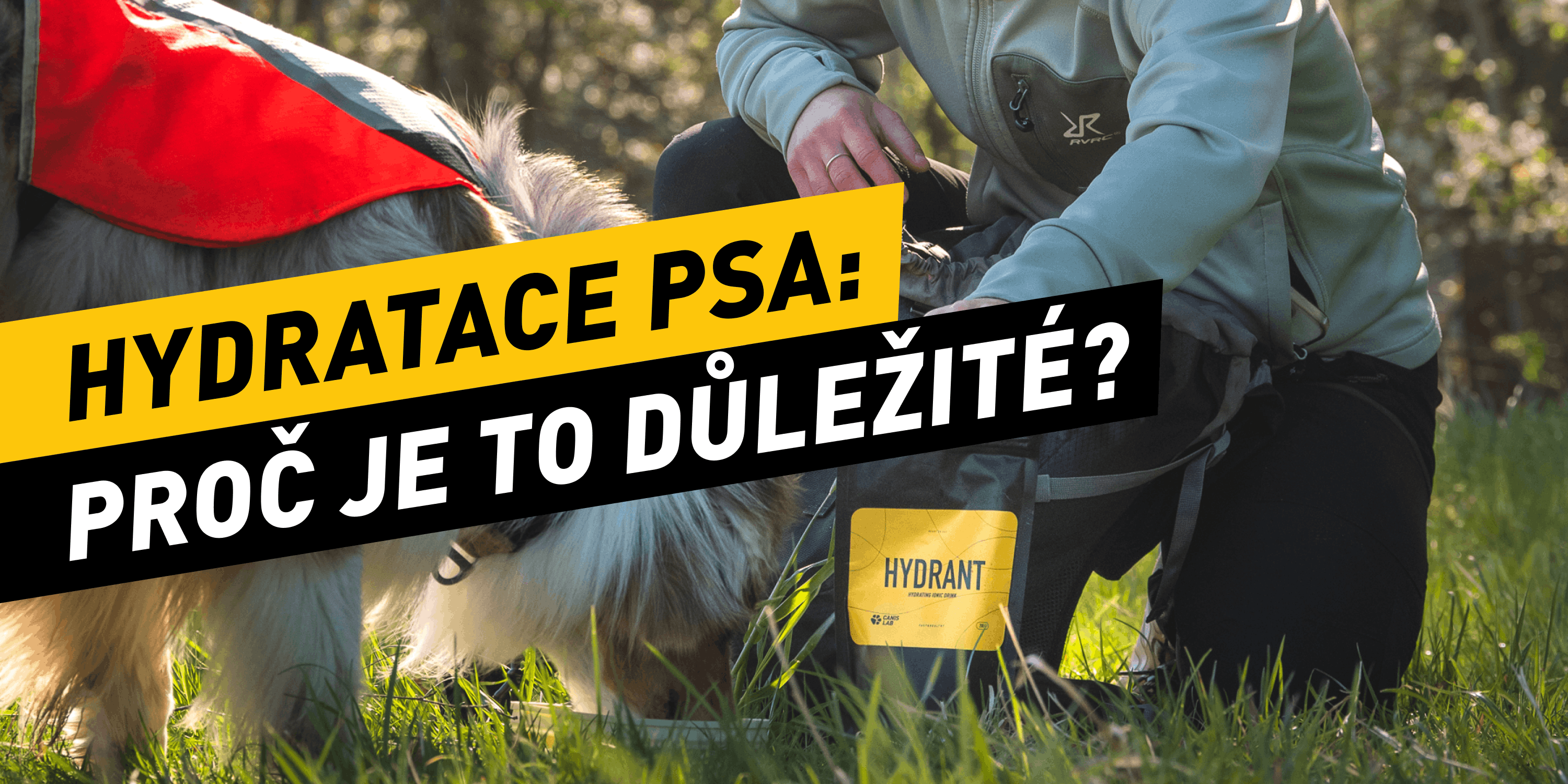 Hydratace psa: Proč je správný pitný režim otázkou života a smrti?