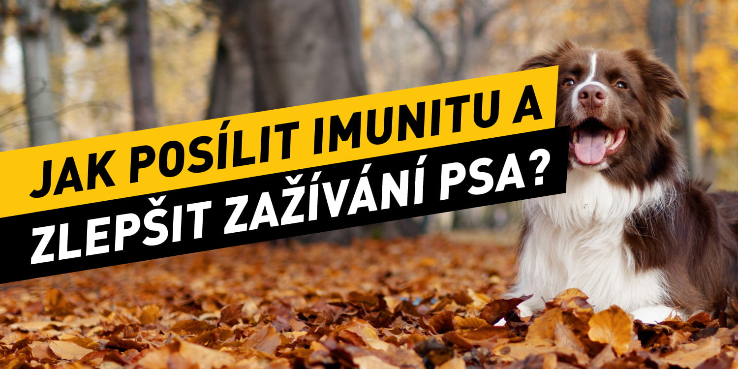 Jak posílit imunitu a zlepšit zažívání psa? Tipy pro zdravé zažívání a vitalitu