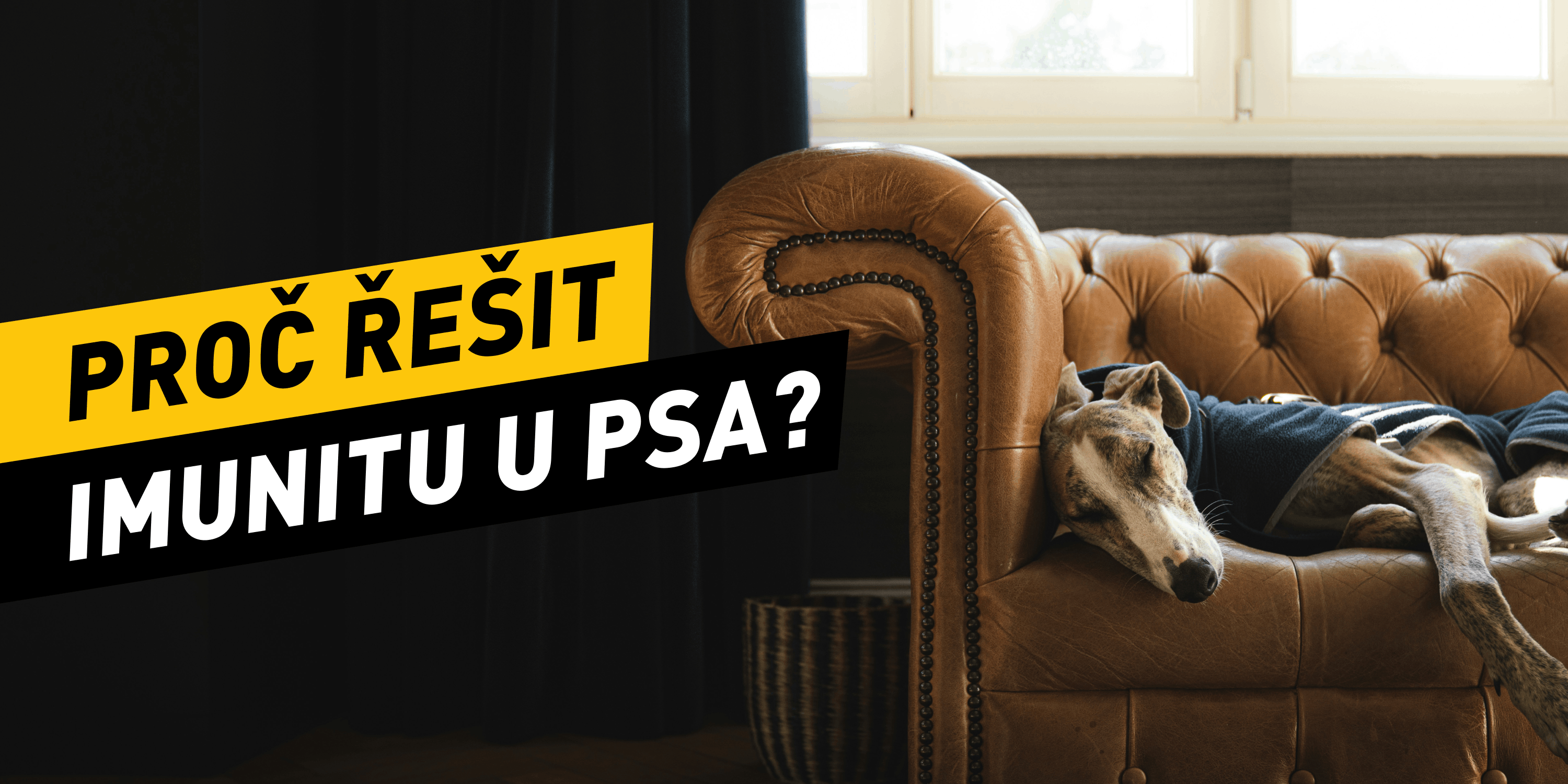 Proč řešit imunitu u psa?
