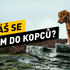 Chystáš se se psem do kopců? Jak ho připravit na celodenní výlet, aby ho neodrovnal