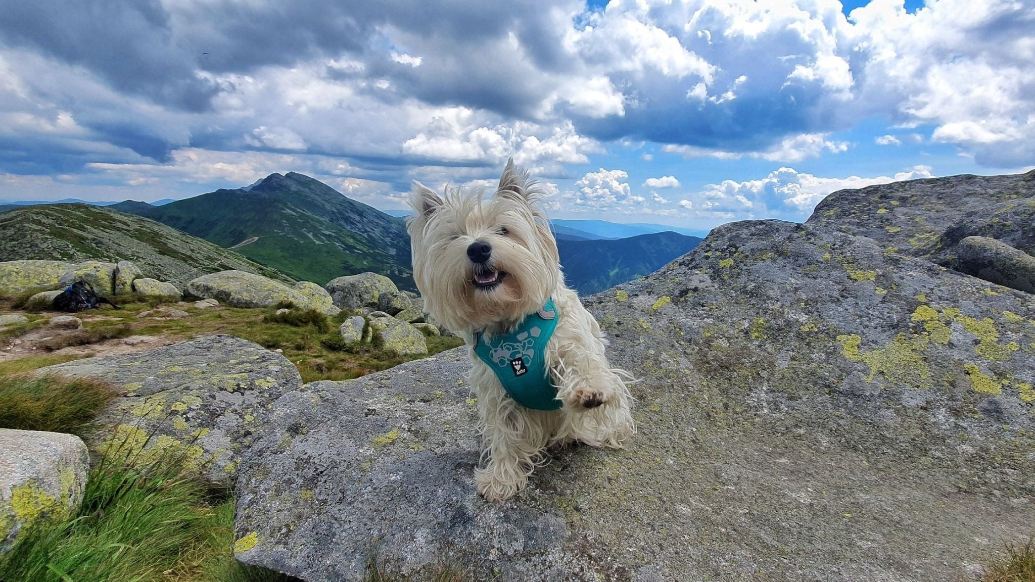 Where to go on a trip with your dog: Low Tatras - Chopok peak (12 km)