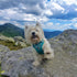 Where to go on a trip with your dog: Low Tatras - Chopok peak (12 km)
