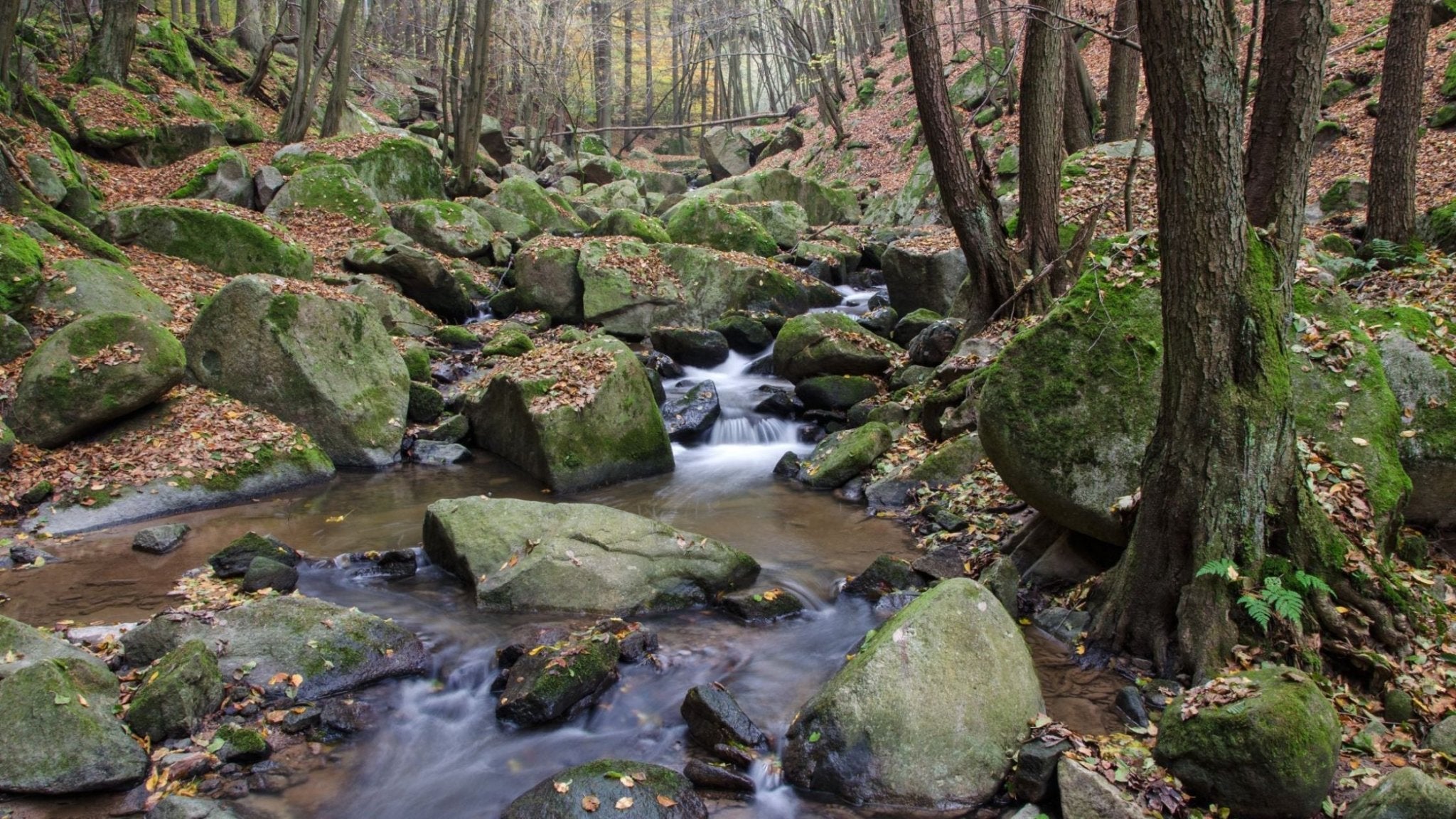 Where to go for a trip with your dog Central Bohemian Region: Šembery Valley (12km)