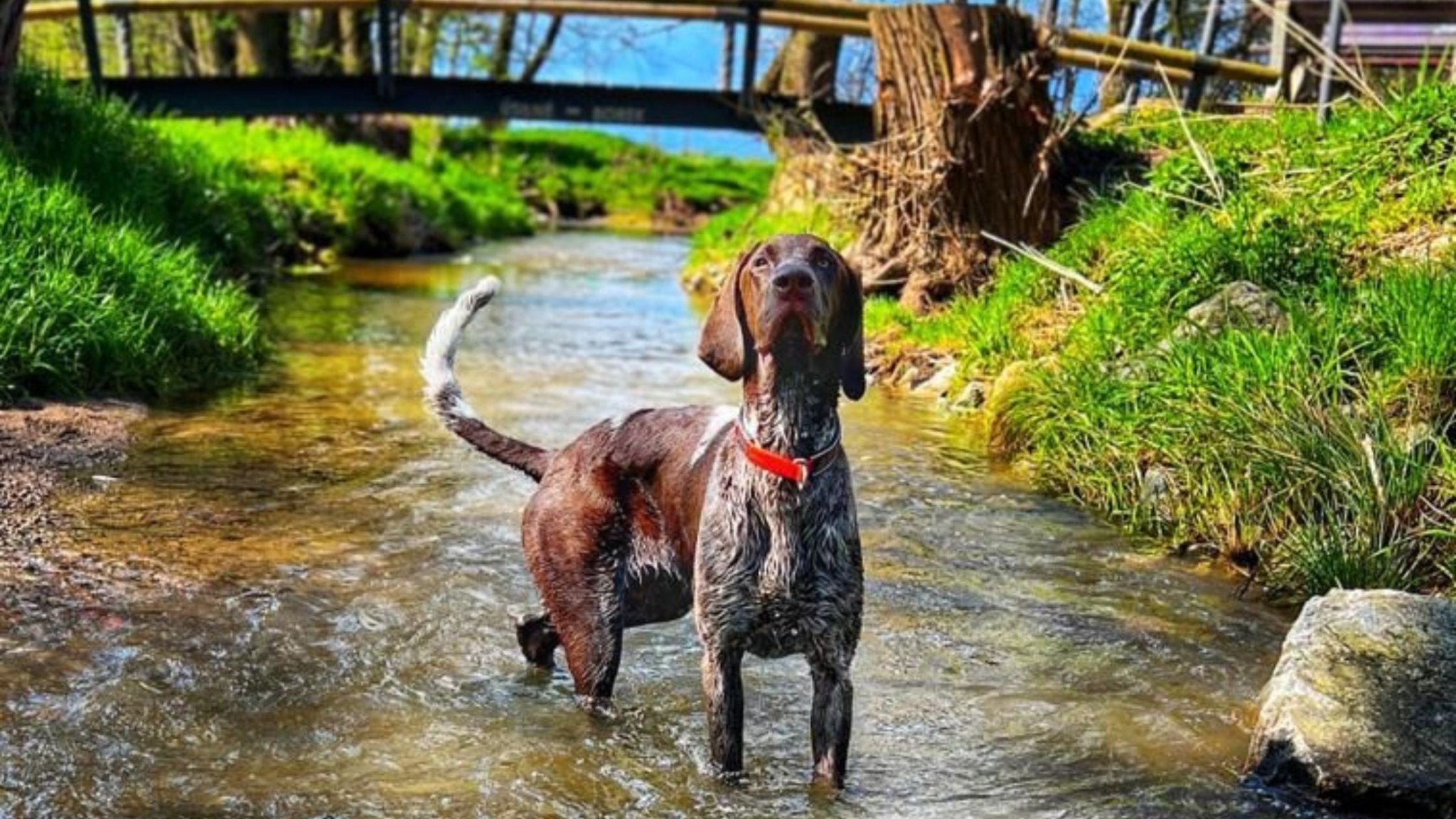 Schwimmen mit einem Hund von A bis Z oder wie man einem Hund das Schwimmen beibringt