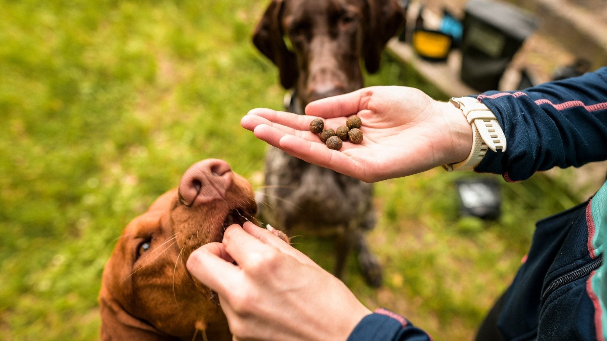 The nutrition of a dog athlete | Active Dog Needs More Than a Couch Potato