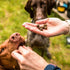 The nutrition of a dog athlete | Active Dog Needs More Than a Couch Potato