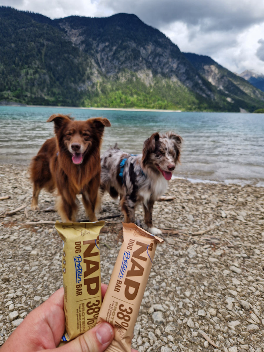 NAP protein bar for dogs | Healthy snack | Multiple varieties