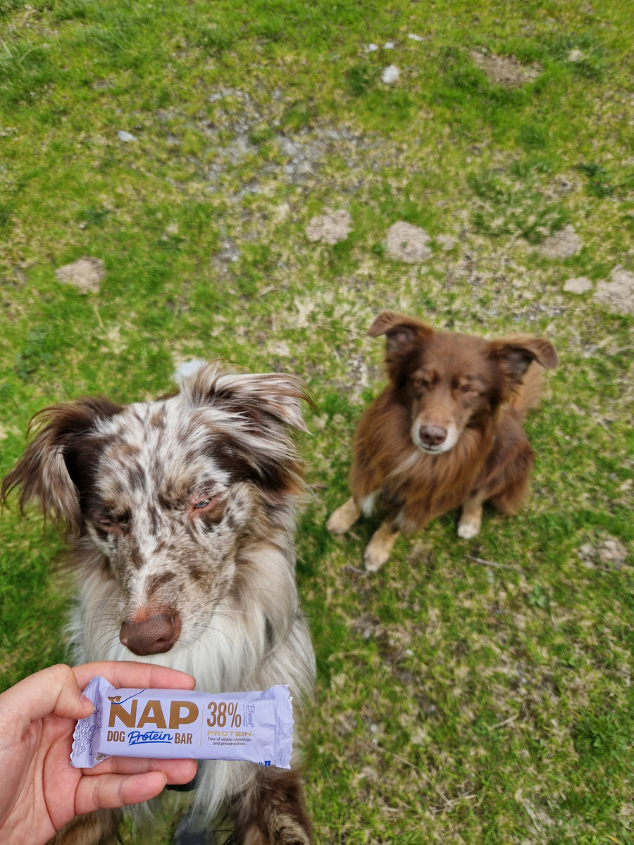 NAP protein bar for dogs | Healthy snack | Multiple varieties