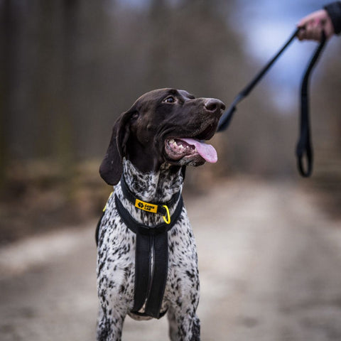 Geschirr für Hunde | Canis Lab Glider | Ultraleicht