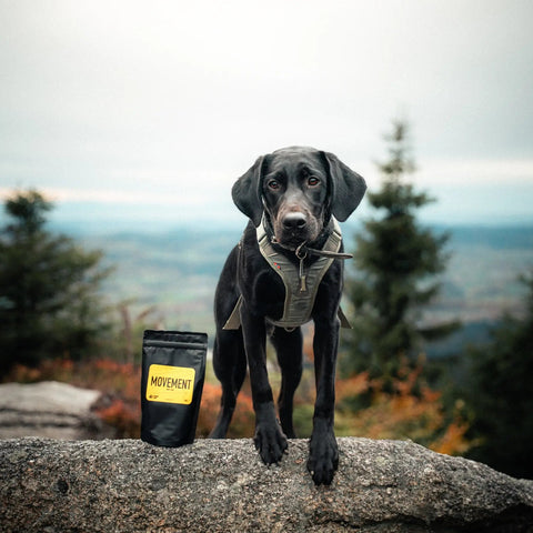 Movement | Intensive Joint Supplement For Dogs