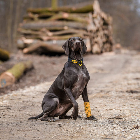 Elastische Bandage für Hunde | Selbstklebend | 4,5 m