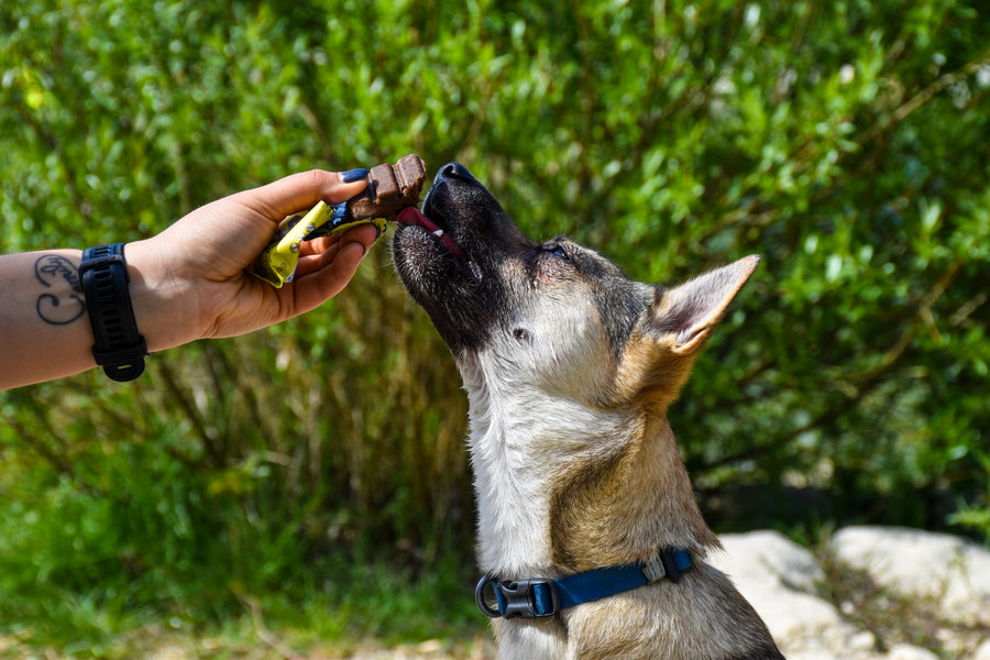 NAP protein bar for dogs | Healthy snack | Multiple varieties