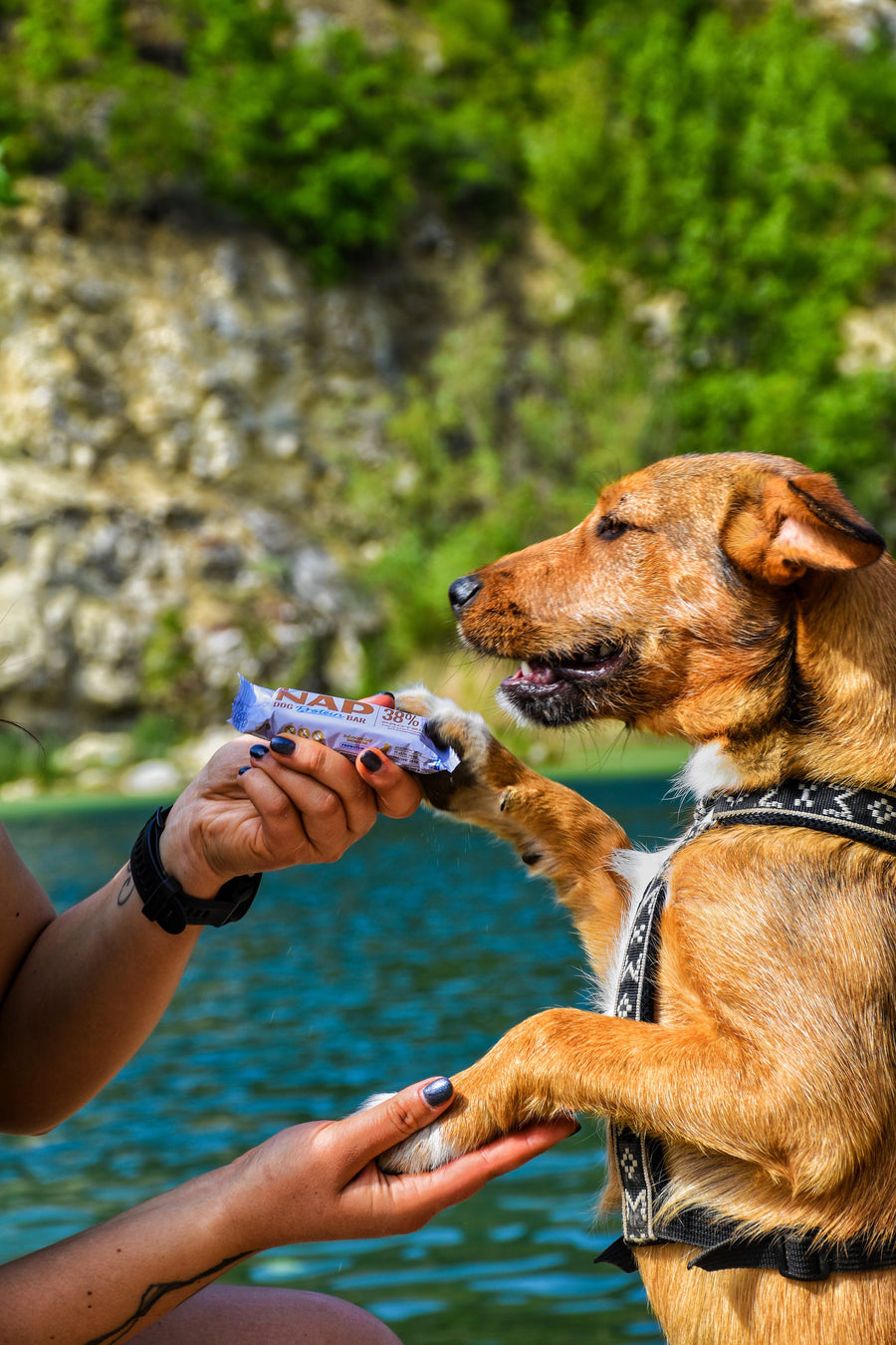 NAP protein bar for dogs | Healthy snack | Multiple varieties