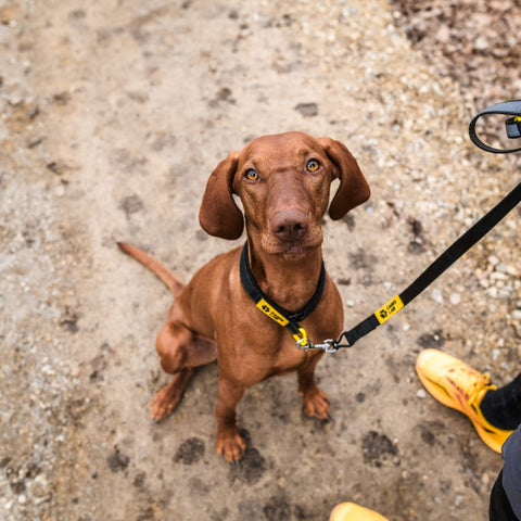 Halsband für Hunde | Slider-Komfort | Halbversenkbar