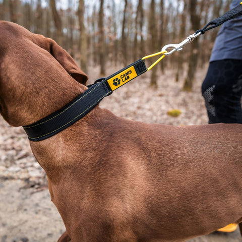 Halsband für Hunde | Slider-Komfort | Halbversenkbar