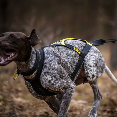 Geschirr für Hunde | Canis Lab Glider | Ultraleicht