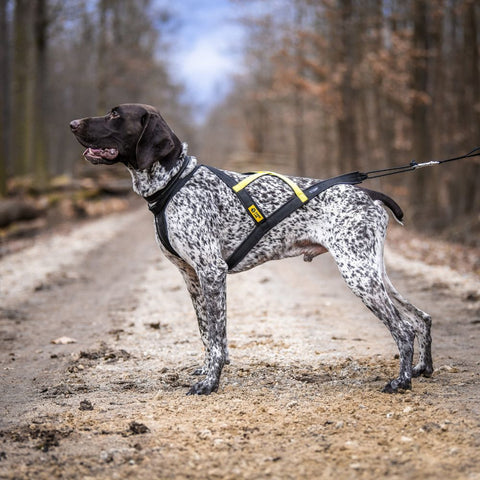 Geschirr für Hunde | Canis Lab Glider | Ultraleicht