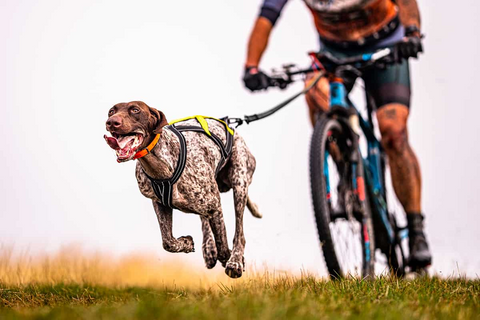 Geschirr für Hunde | Canis Lab Glider | Ultraleicht