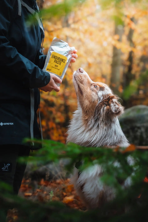 Endurance paste with beef flavor in hands of a dog owner, showing the paste to her australian shepherd dog.
