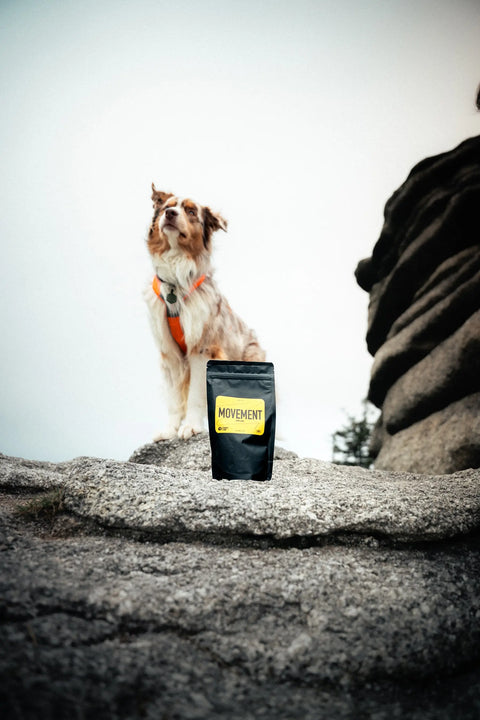 australian shepherd standing behind movement dog supplement bag