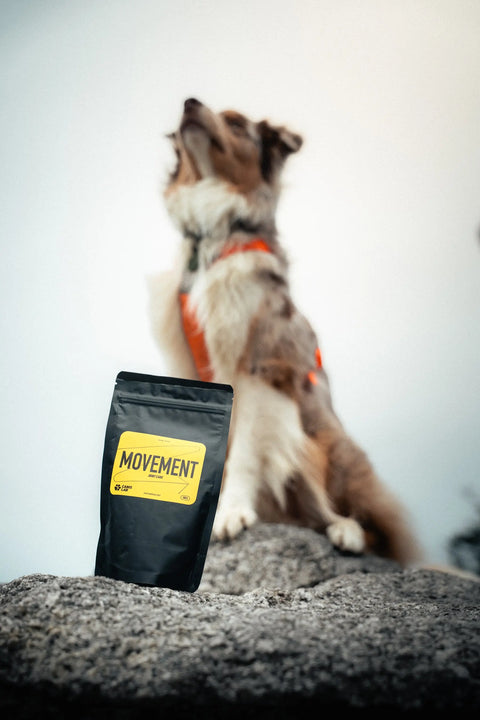 australian shepherd standing behind movement dog supplement bag