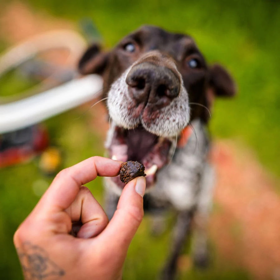 Protein bar for dogs NAP | Recovery