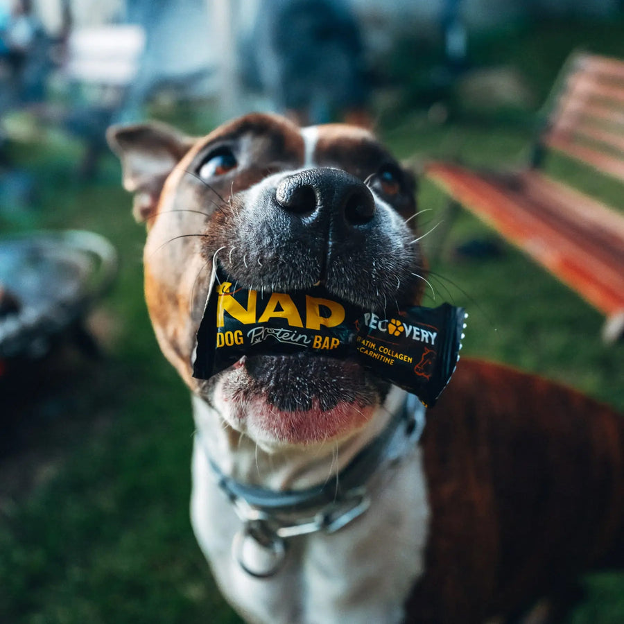 Protein bar for dogs NAP | Recovery